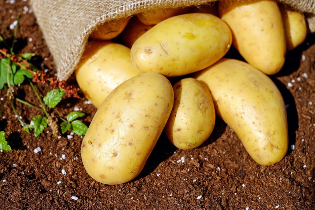 Kartoffeln als Köder für Wühlmausfalle