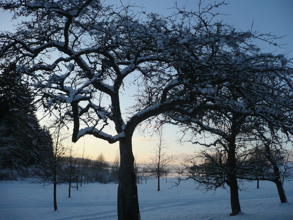 Obstbaum Wühlmaus